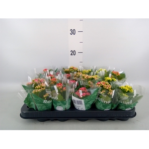 Kalanchoe blos. 'RosDon Collection'