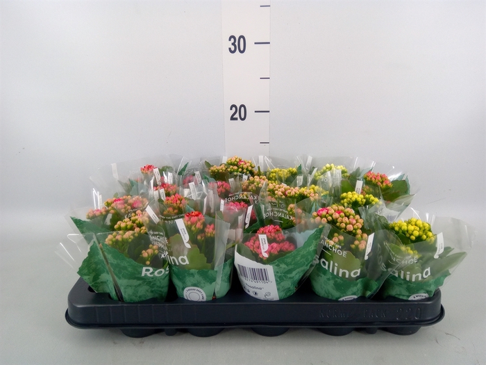 <h4>Kalanchoe blos. 'RosDon Collection'</h4>