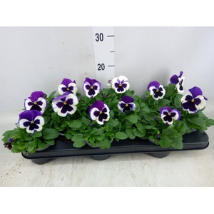 Viola wr. 'Delta Violet and White'