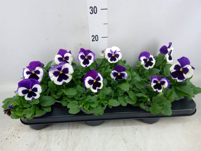 <h4>Viola wr. 'Delta Violet and White'</h4>