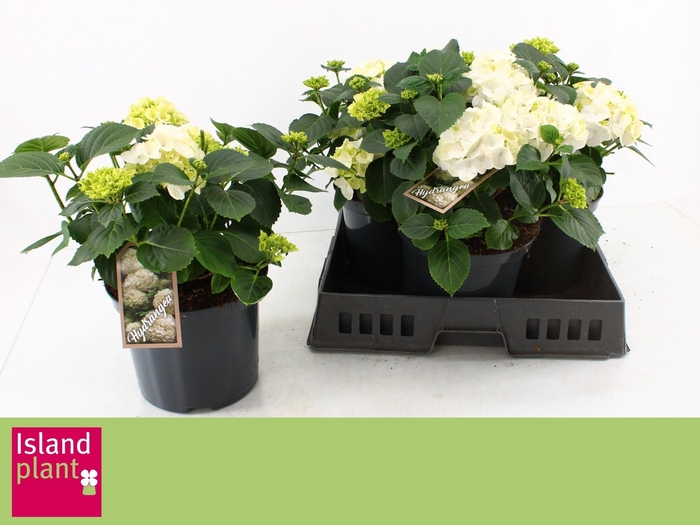 <h4>HYDR M SCHNEEBALL</h4>