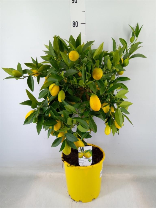 <h4>Citrus   ...</h4>