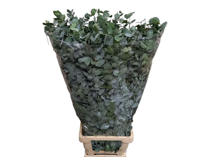 <h4>Euc Cin. 400gr Xxl 100cm Ex ( It )</h4>