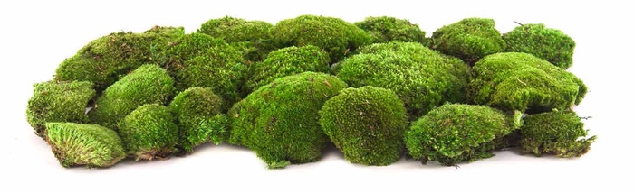 Pole moss green stabi