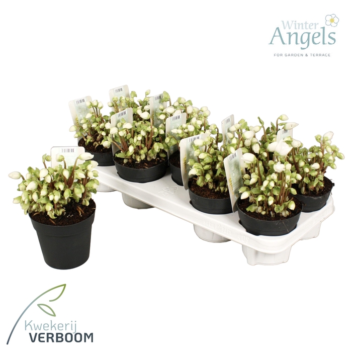 <h4>Helleborus Verboom Beauty p12 12+ bloem</h4>