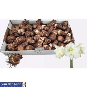 <h4>BLOEMBOL HIPPEASTRUM</h4>