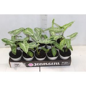 ALOCASIA LONGILOBA P12