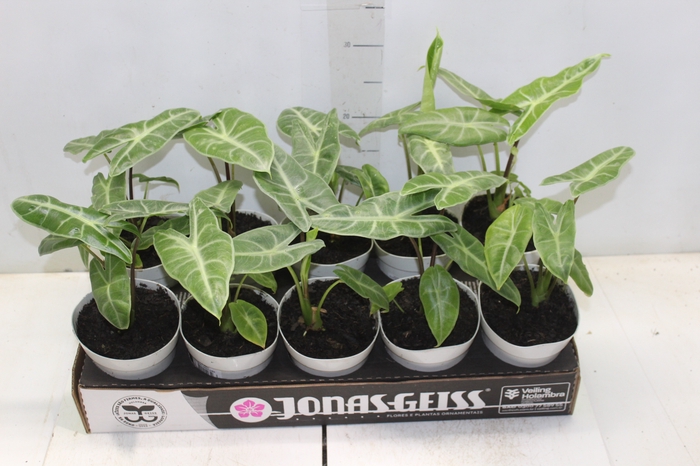 <h4>ALOCASIA LONGILOBA P12</h4>