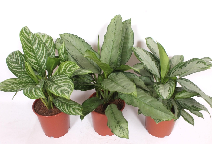 <h4>Aglaonema mix</h4>