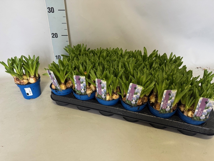 <h4>MUSCAR MOUNTAIN LADY</h4>