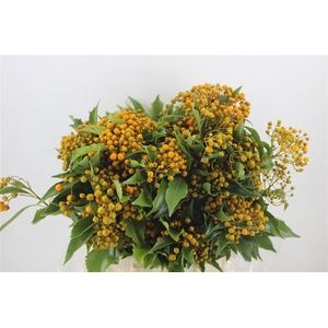 Pittosp Rombifolia P Bunch