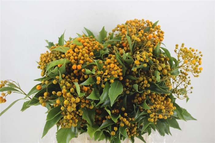 <h4>Pittosp Rombifolia P Bunch</h4>