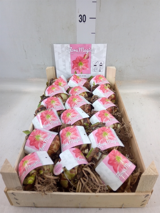 <h4>Hippeastrum   ...flowerbulbs</h4>