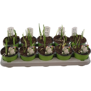 Fritillaria Meleagri Alba