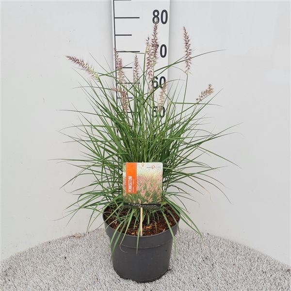 <h4>Pennisetum Ori. Flamingo P26</h4>