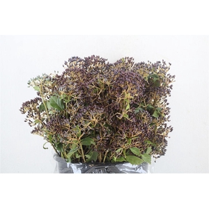 Viburnum Berry P Bunch