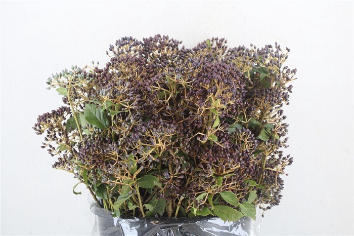 <h4>Viburnum Berry P Bunch</h4>