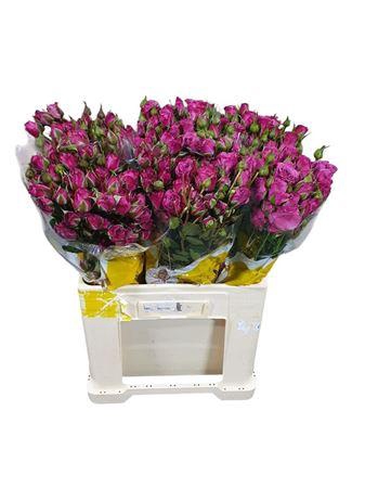 <h4>R Tr Fiction</h4>