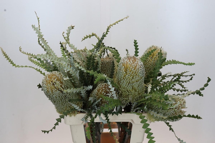 <h4>Banksia Speciosa</h4>
