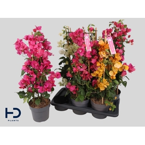BOUGAINV OV