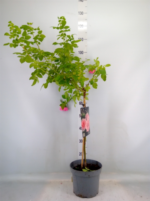 <h4>Rosa ST  ...</h4>