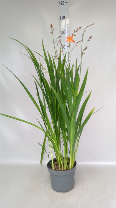 <h4>Crocosmia  'Carmine Brilliant'</h4>