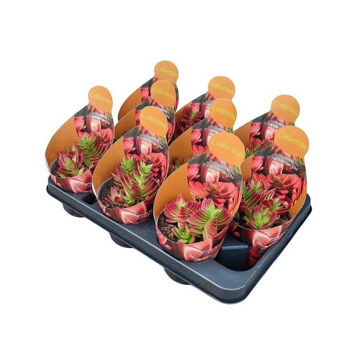 <h4>CRASS OVERIG</h4>