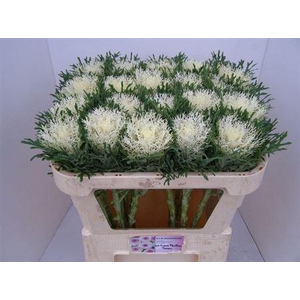 Brass Crane Fea Snow