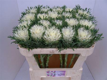 <h4>Brass Crane Fea Snow</h4>