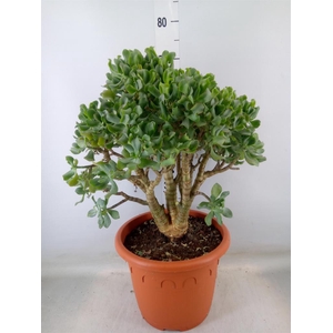 Crassula arborescens 'Curly'