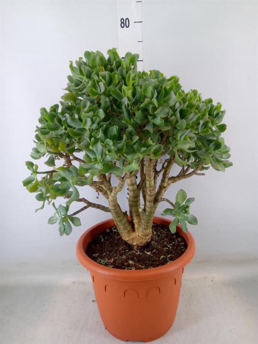 <h4>Crassula arborescens 'Curly'</h4>