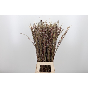 Salix G Pink Cushion
