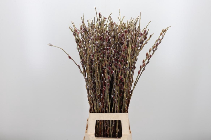 <h4>Salix G Pink Cushion</h4>