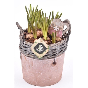 Wilg rand met terra pot 16cm