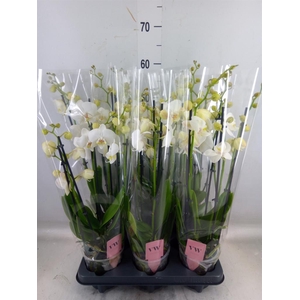 Phalaenopsis  'Ant Inverness'