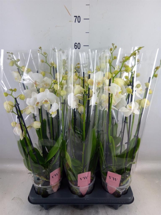 <h4>Phalaenopsis  'Ant Inverness'</h4>