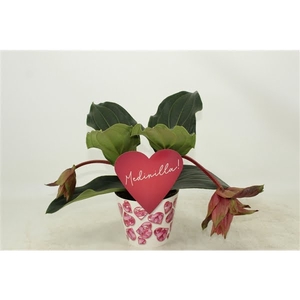 Potcover Dolce Rossa 2 knop (Medinilla 1 etage)