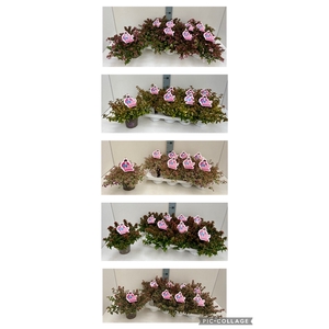 Abelia in Sorten 13T