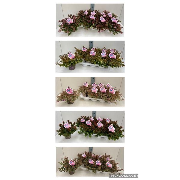 <h4>Abelia in Sorten 13T</h4>