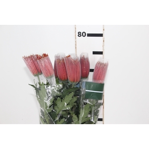 ANASTASIA CHISPA 080 CM BICOLOR