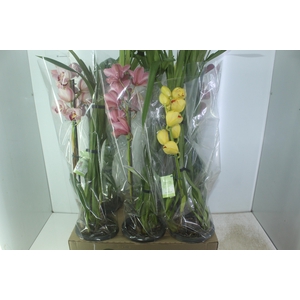 CYMBIDIUM P18 MIN 1 HT