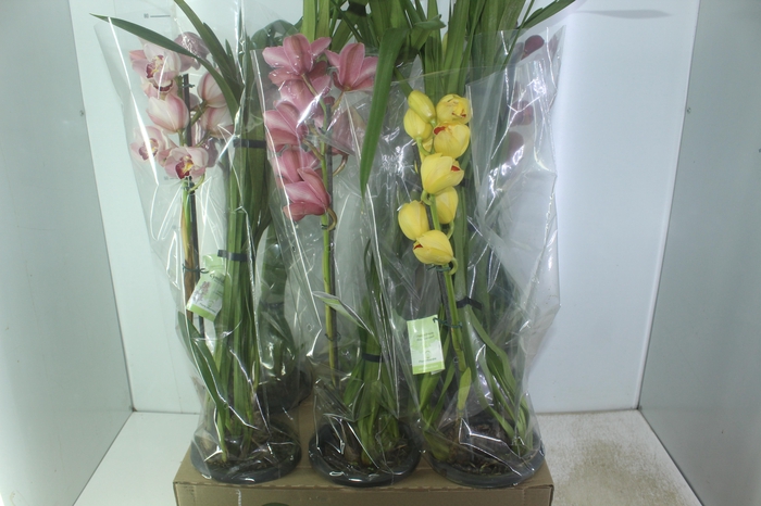 <h4>CYMBIDIUM P18 MIN 1 HT</h4>