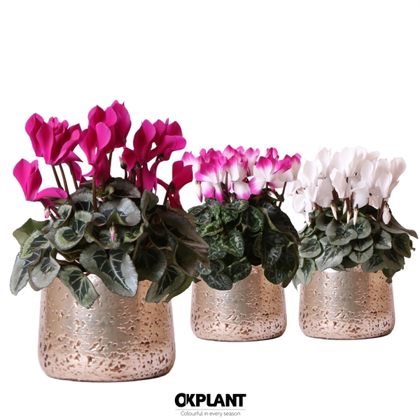 <h4>Cyclamen mix in Luxury pot silver</h4>