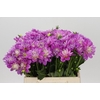 Dahlia Purple Onesta