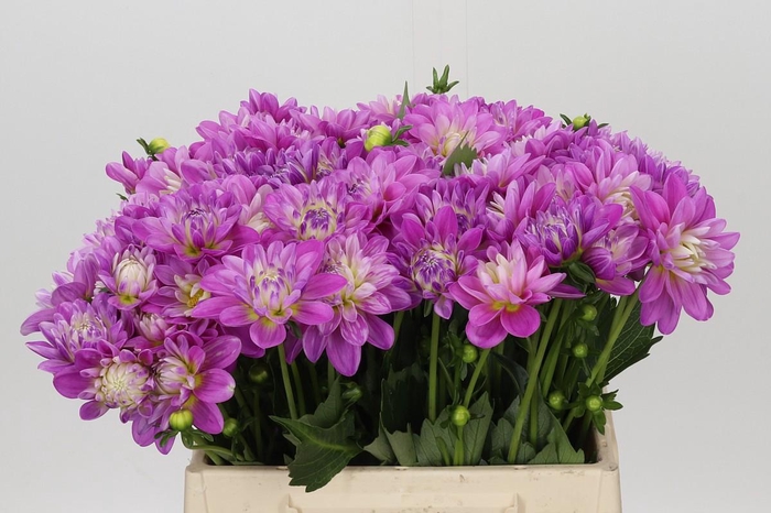 Dahlia Purple Onesta
