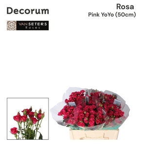 R TR Pink Yo-Yo 50 cm