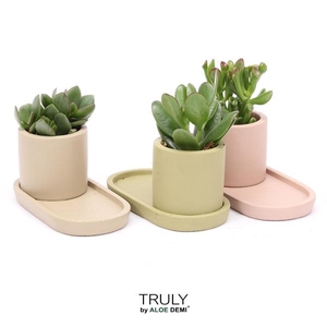 TRULY Crassula, plateau