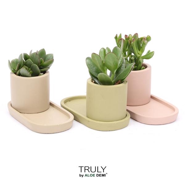 <h4>TRULY Crassula, plateau</h4>