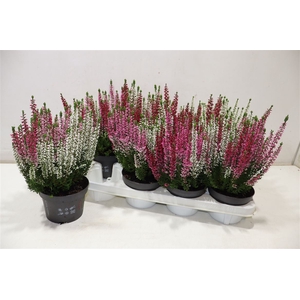 Callu Bl S Tri Ha Gp