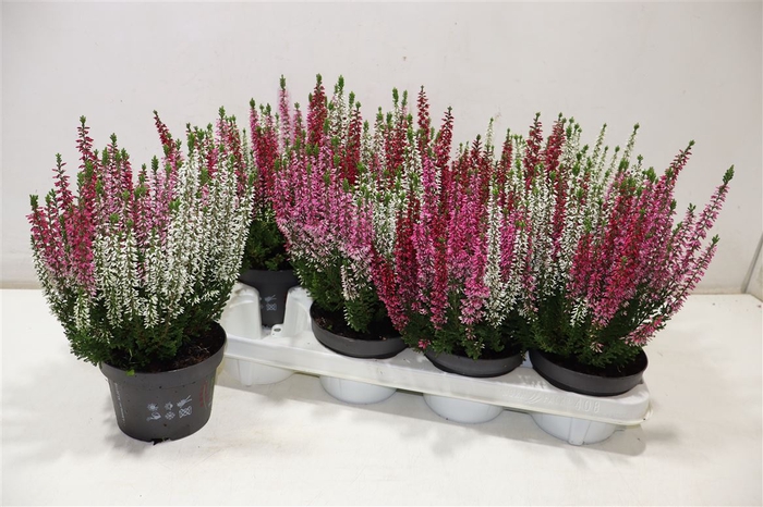<h4>Callu Bl S Tri Ha Gp</h4>